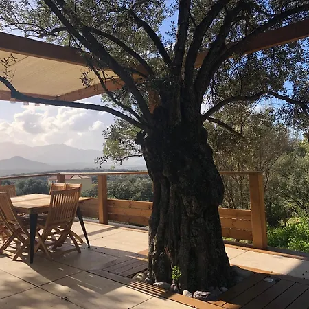 Maison Au Milieu Des Oliviers Villa *